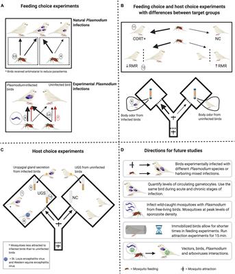 Does Plasmodium Infection Affect Mosquito Attraction?